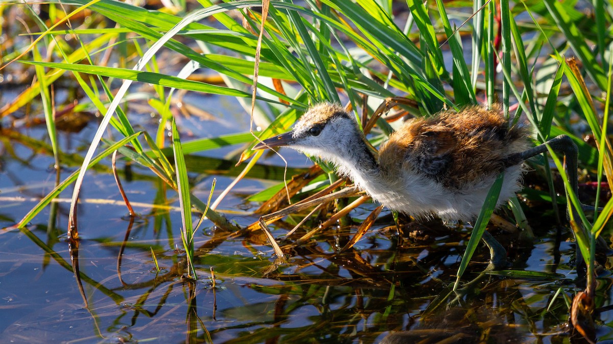 African Jacana - ML638405814