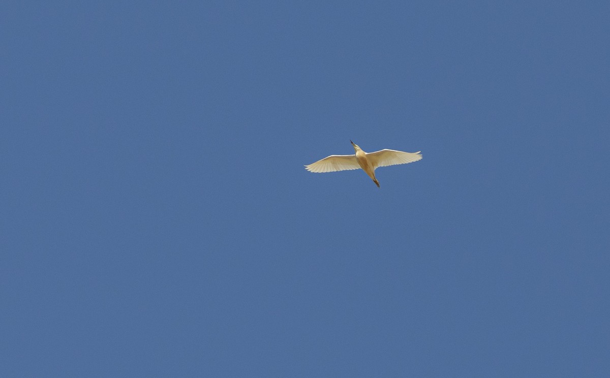 Squacco Heron - ML638405816