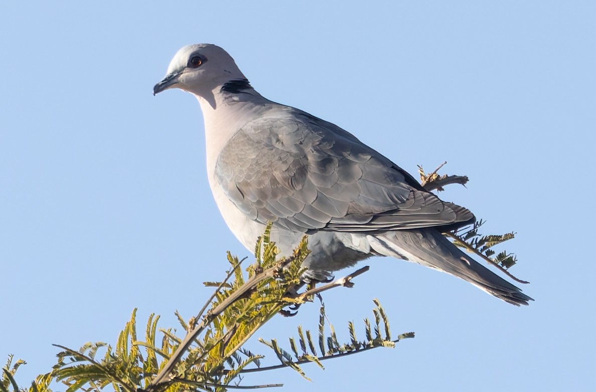 Red-eyed Dove - ML638405819