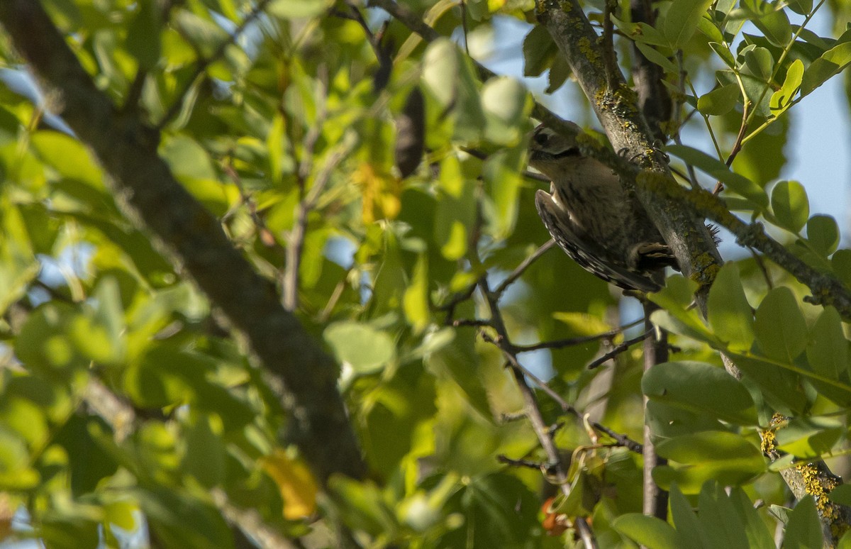 Lesser Spotted Woodpecker - ML638405821