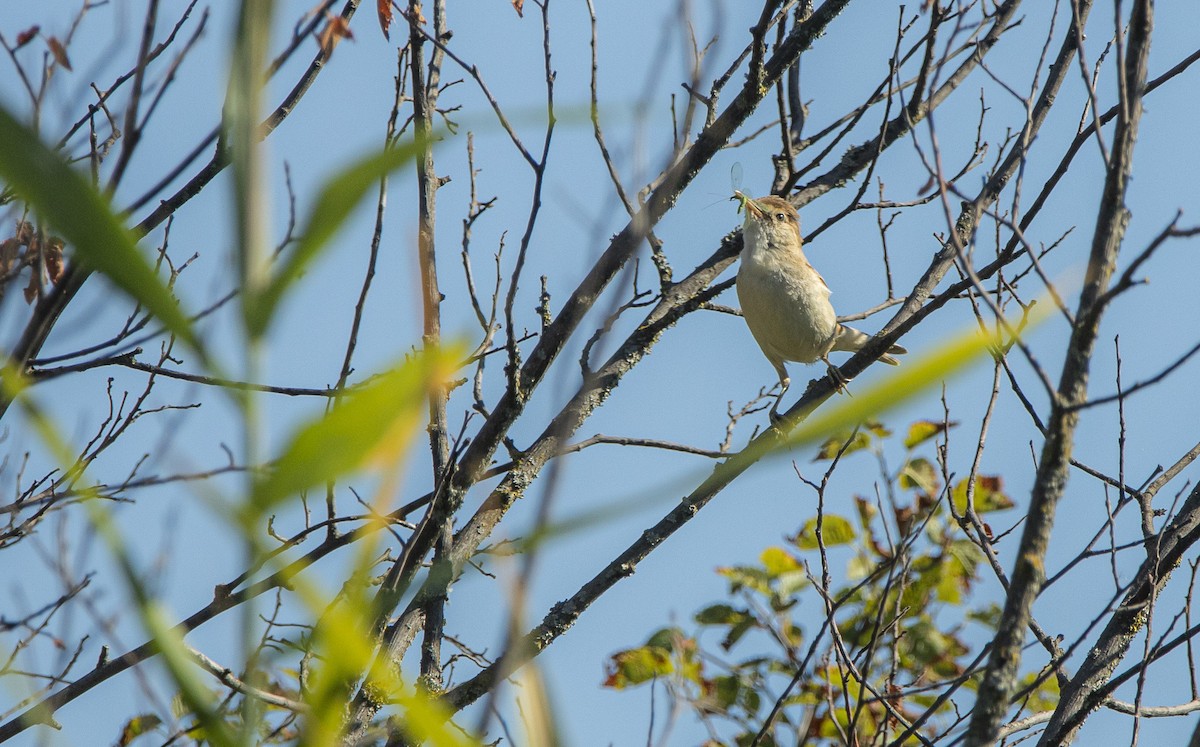 Common Reed Warbler - ML638405828
