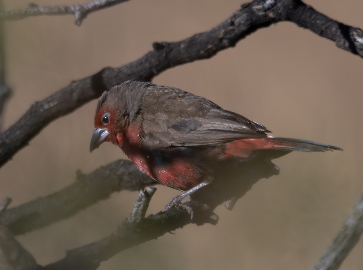 African Firefinch - ML638405835