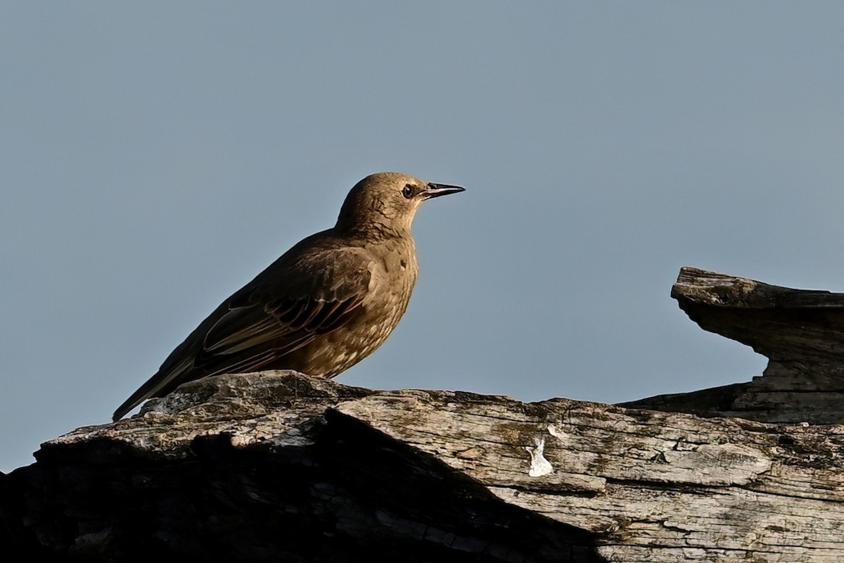 European Starling - ML638405843