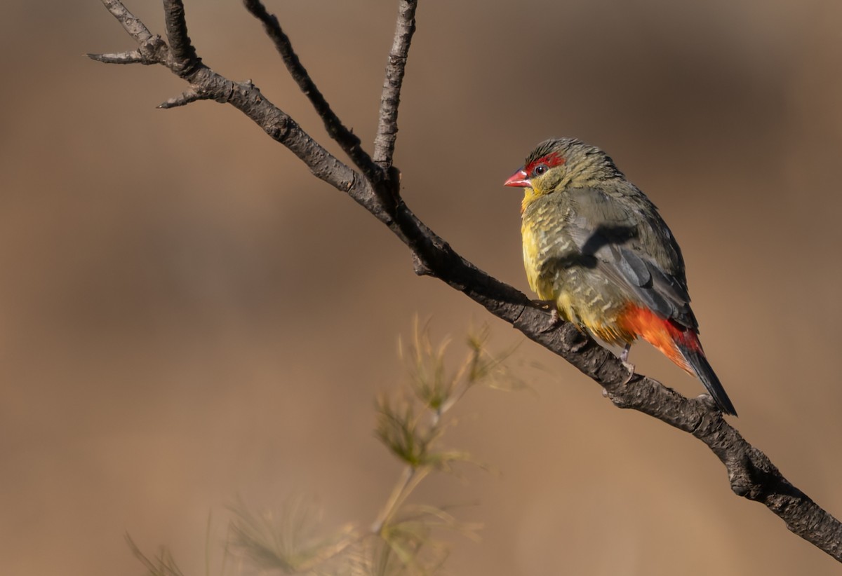 Zebra Waxbill - ML638405844