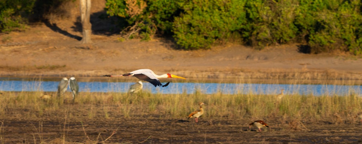 Yellow-billed Stork - ML638405847