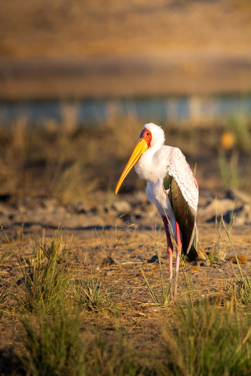Yellow-billed Stork - ML638405848