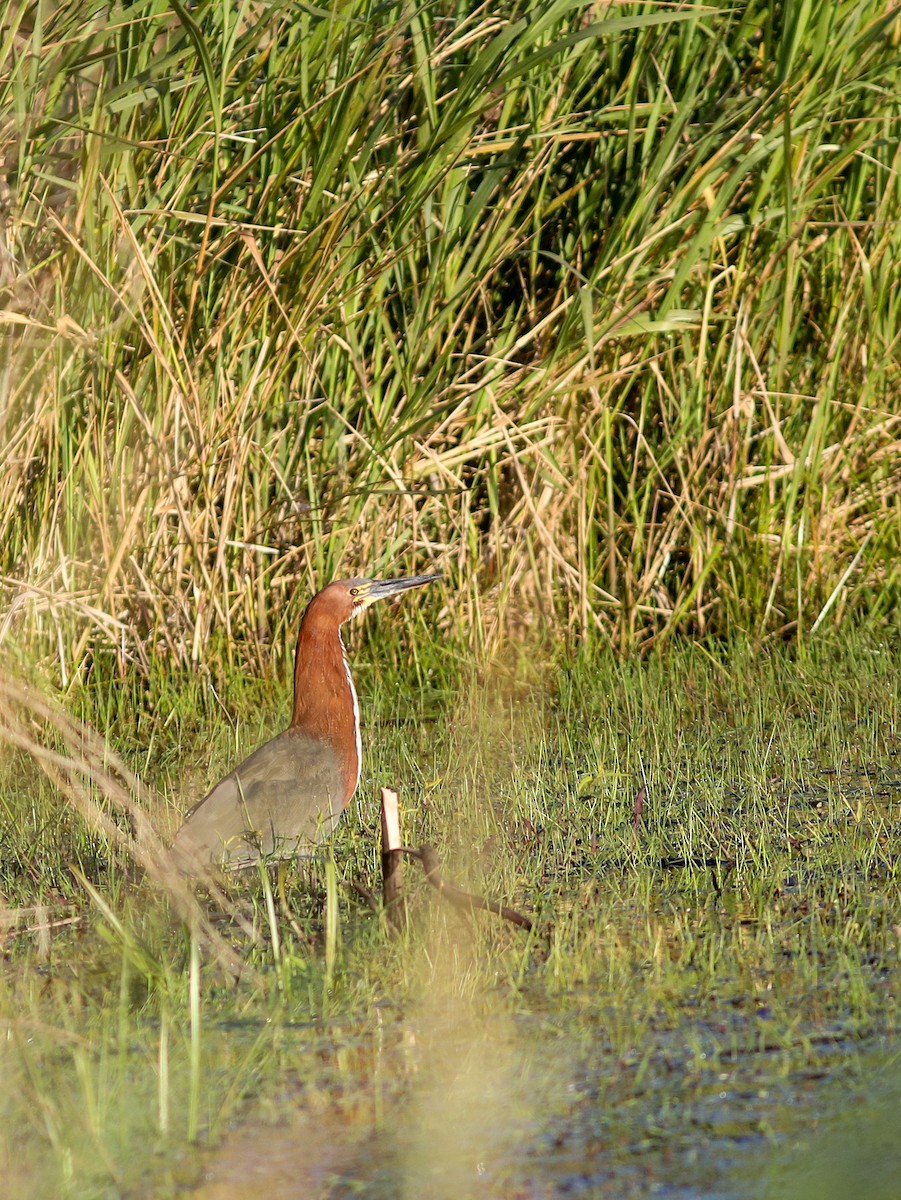 Rufescent Tiger-Heron - ML638405849
