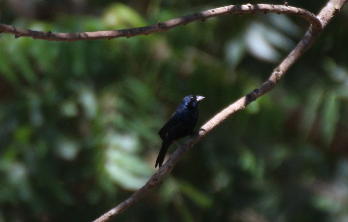 Blue-black Grassquit - ML638405879