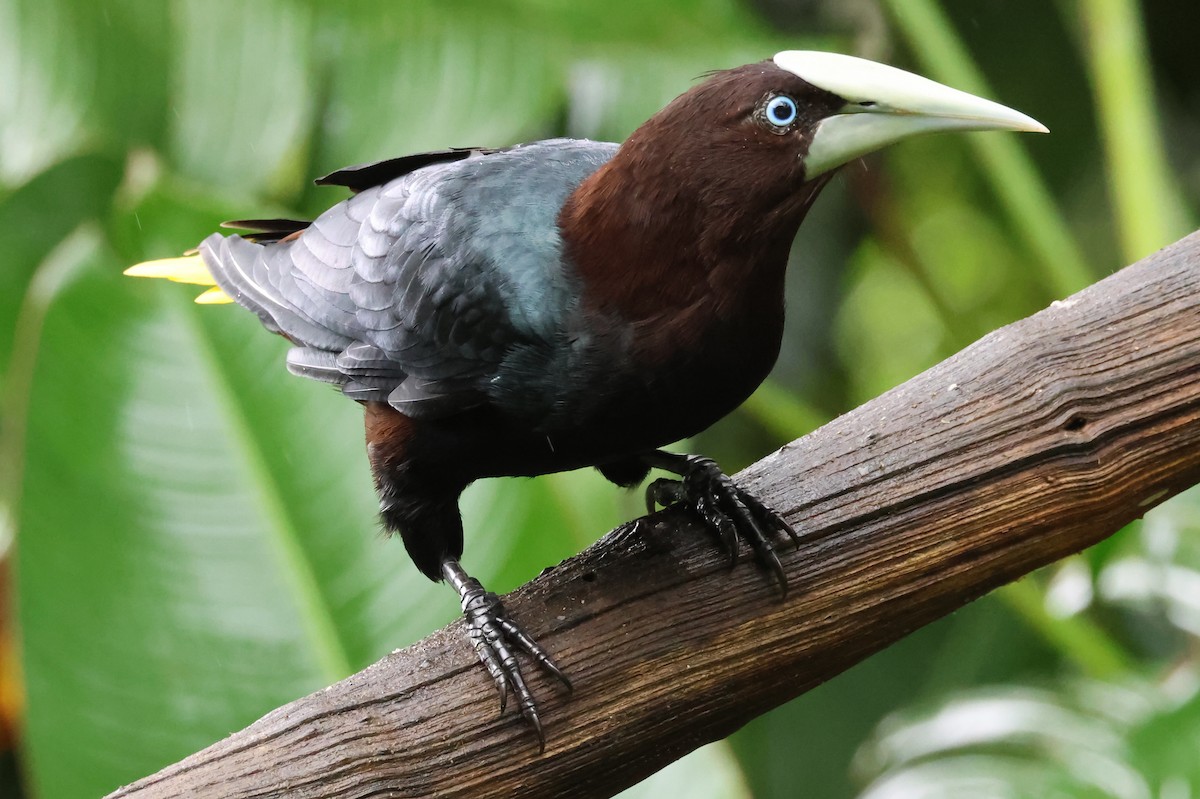 Chestnut-headed Oropendola - ML638405880