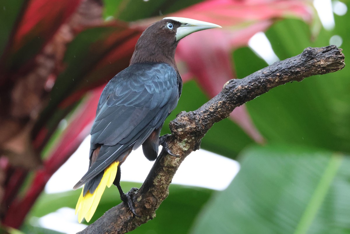 Chestnut-headed Oropendola - ML638405881