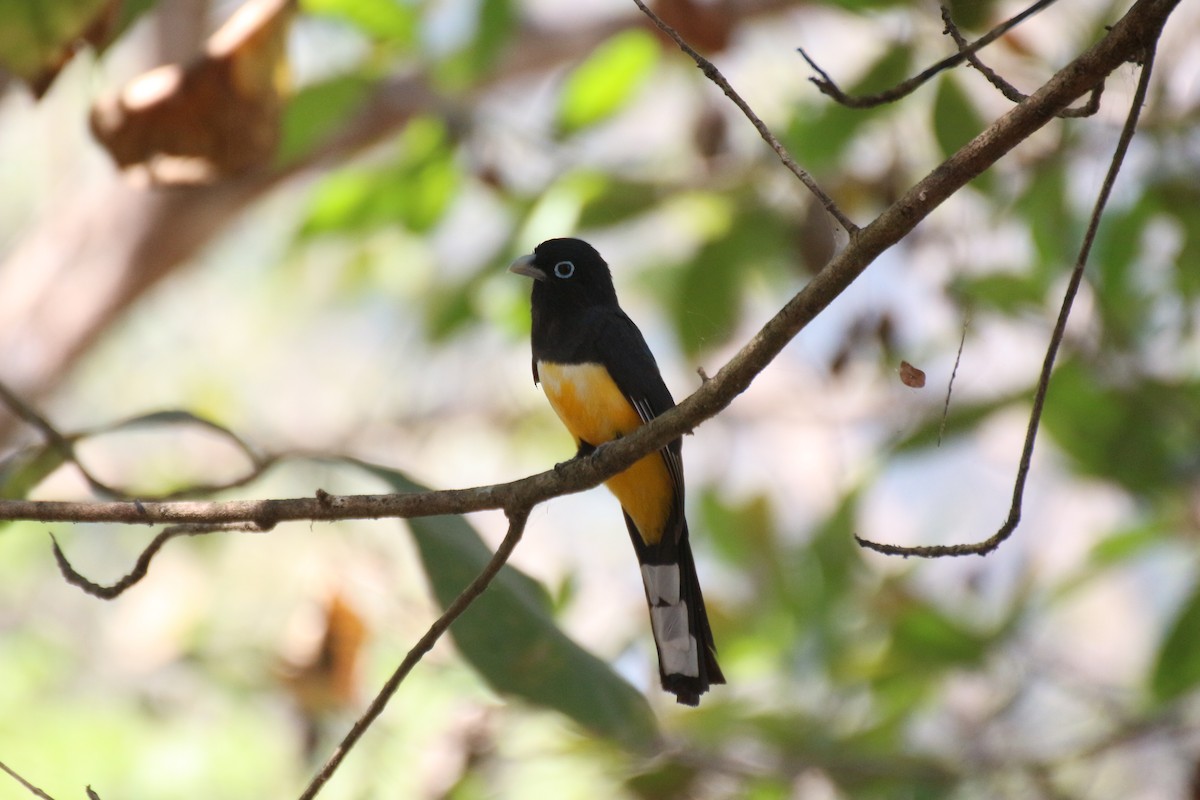 Black-headed Trogon - ML638405901