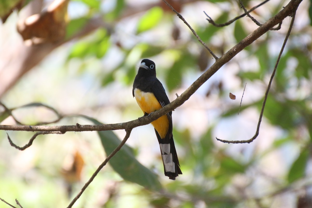 Black-headed Trogon - ML638405903