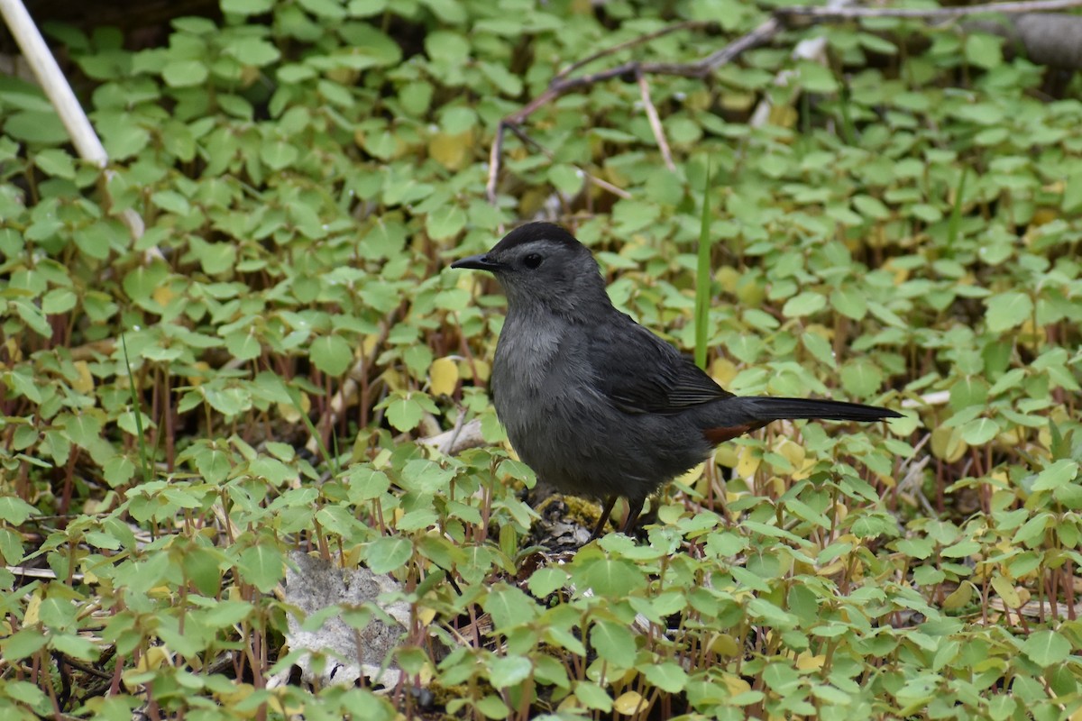Pájaro Gato Gris - ML638405924