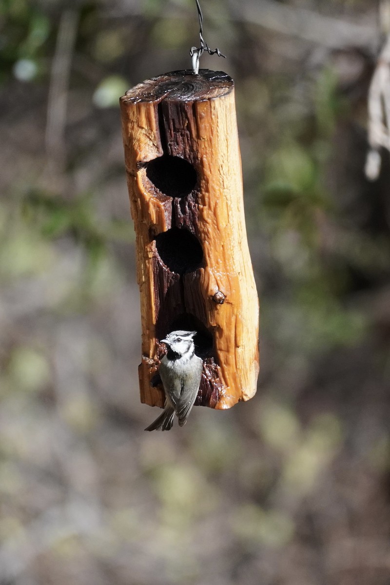 Bridled Titmouse - ML638405925