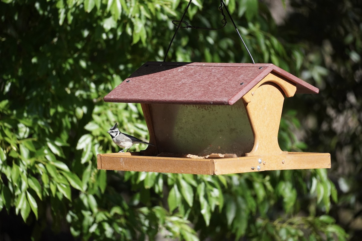 Bridled Titmouse - ML638405926