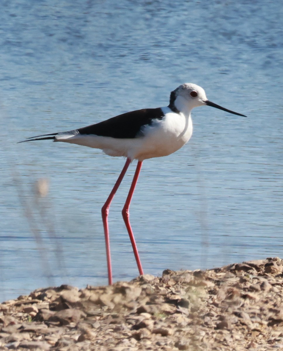 Cigüeñuela Común - ML638405939