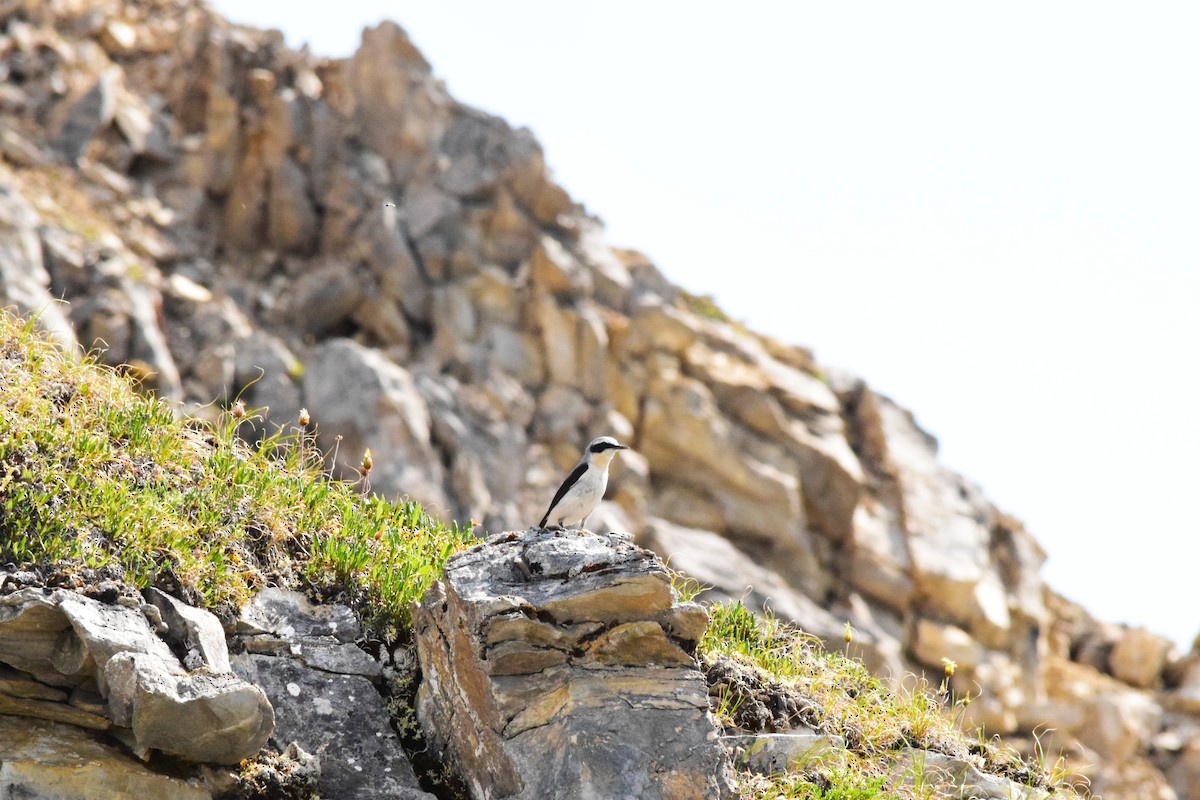 Northern Wheatear - ML638405949