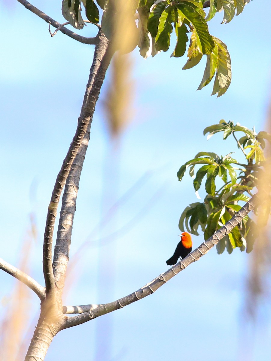 Scarlet-headed Blackbird - ML638405964
