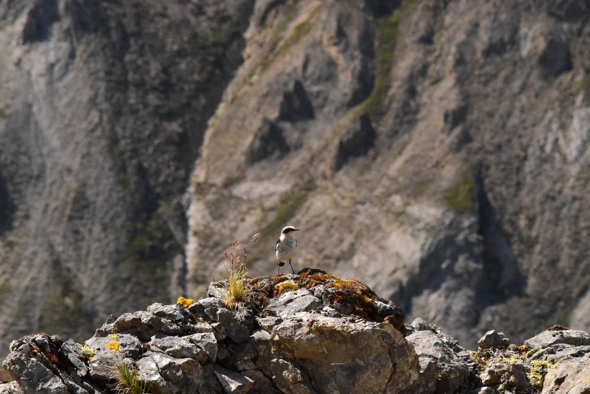 Northern Wheatear - ML638405982