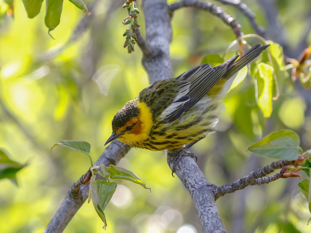 Cape May Warbler - ML638405984