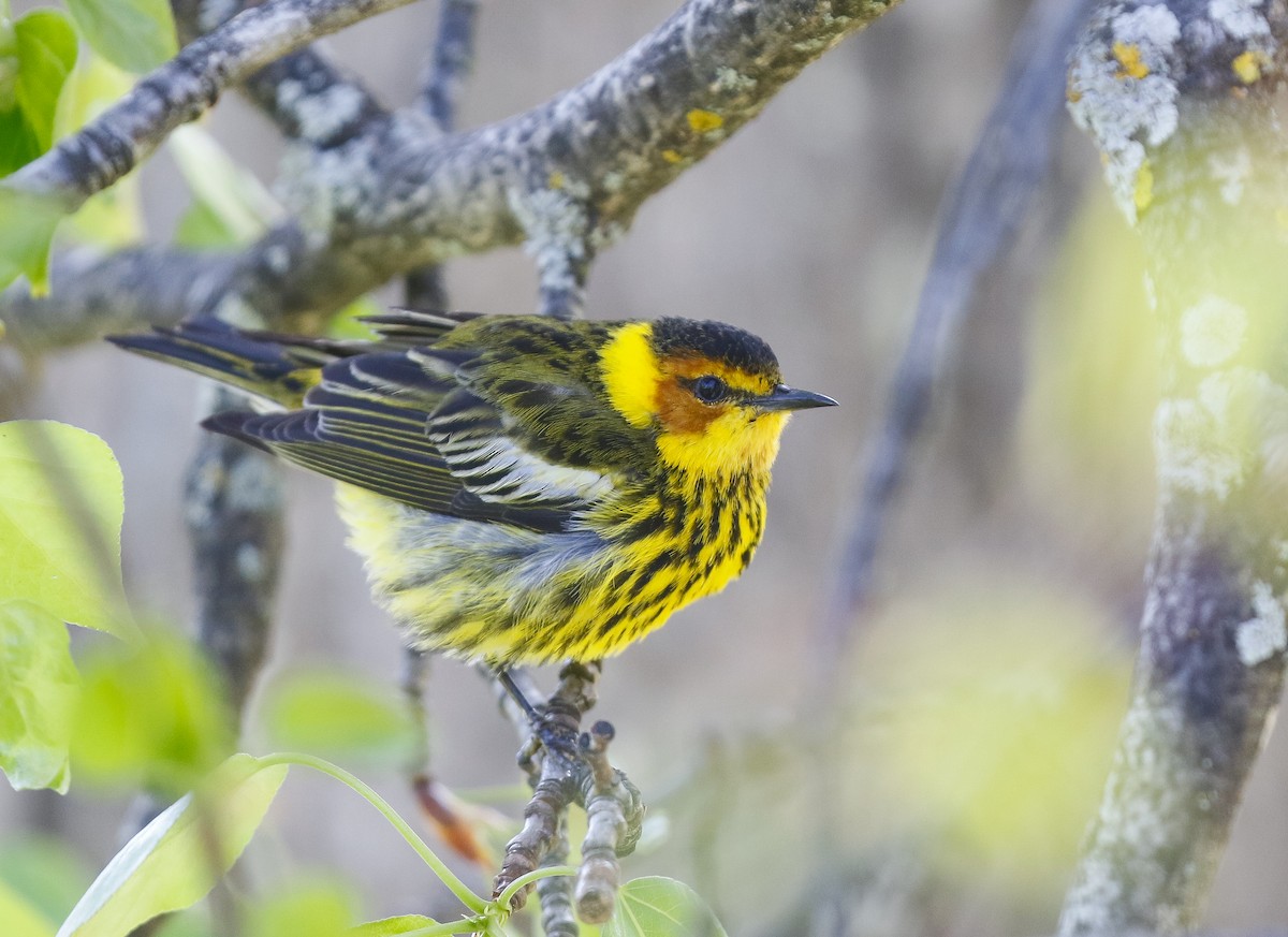 Cape May Warbler - ML638405985