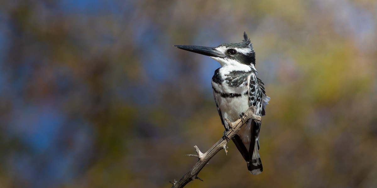 Pied Kingfisher - ML638405997
