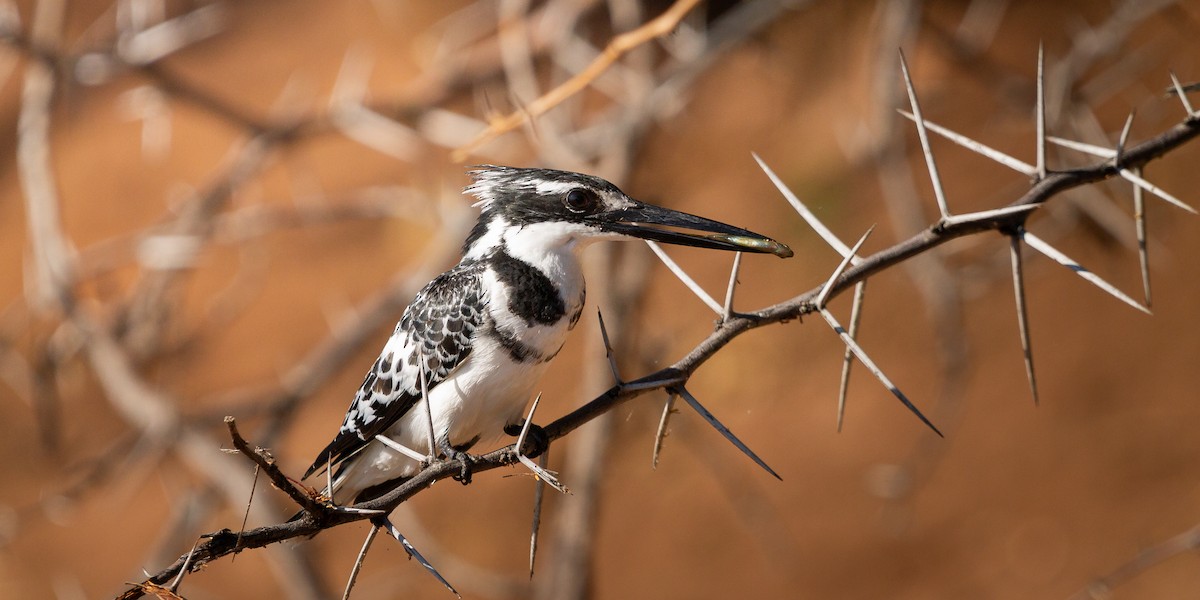 Pied Kingfisher - ML638405998