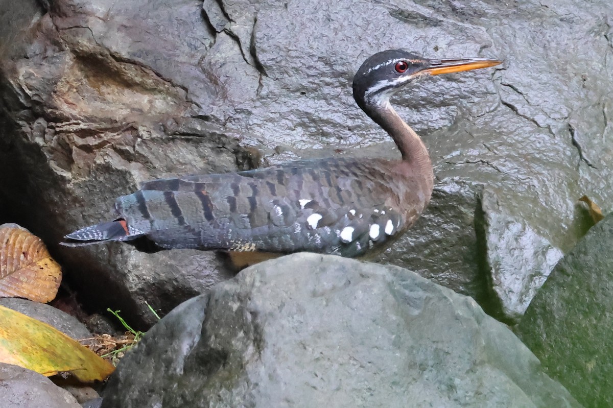 Sunbittern - ML638406003