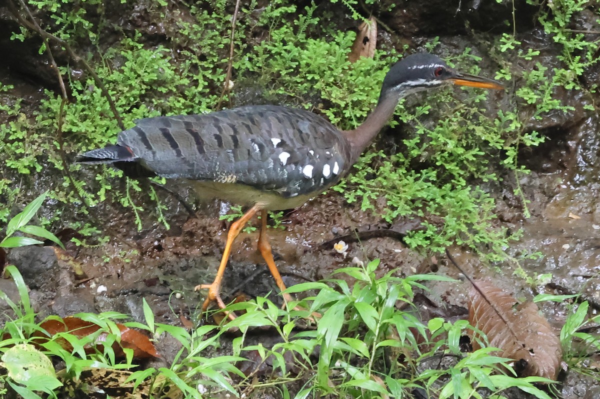 Sunbittern - ML638406004