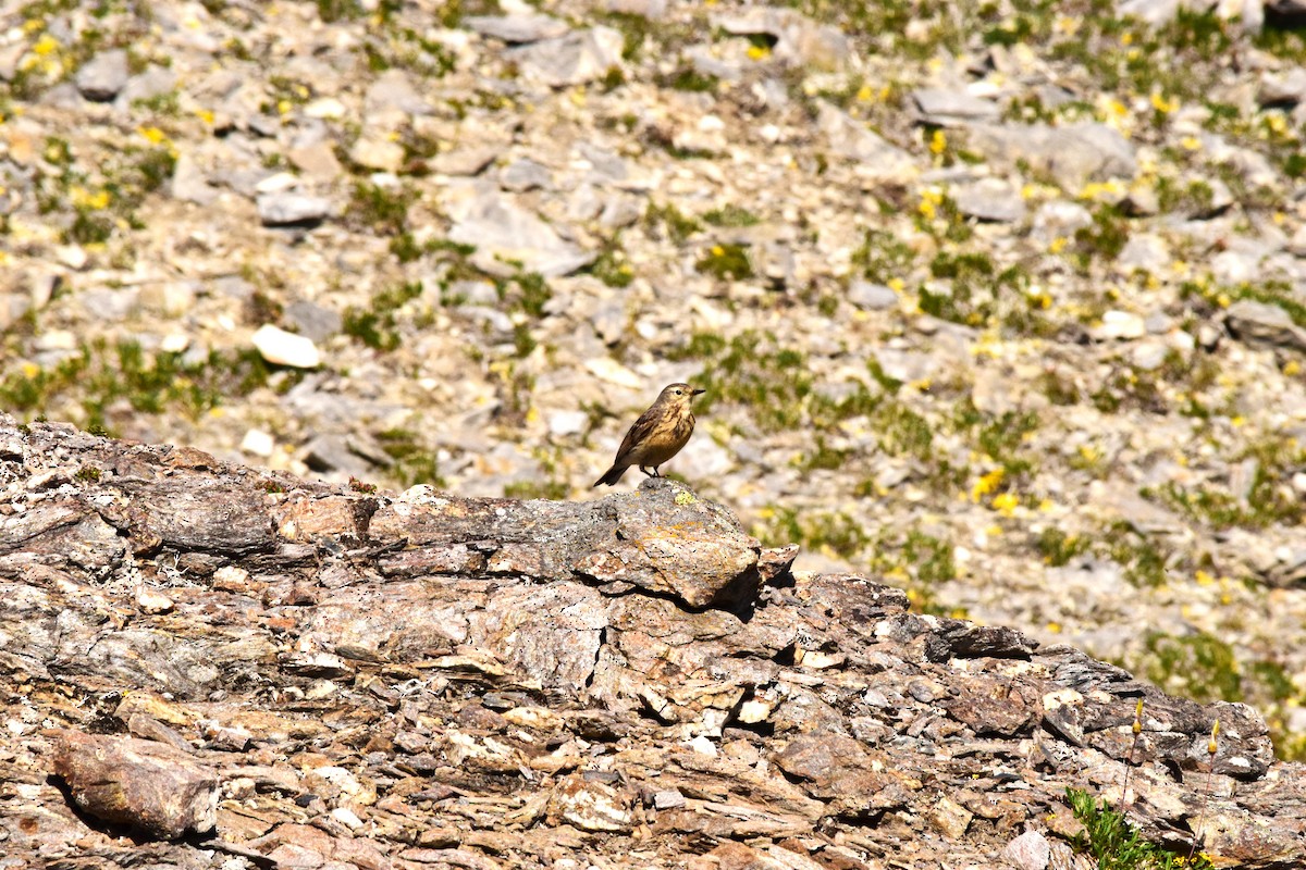 American Pipit - ML638406011