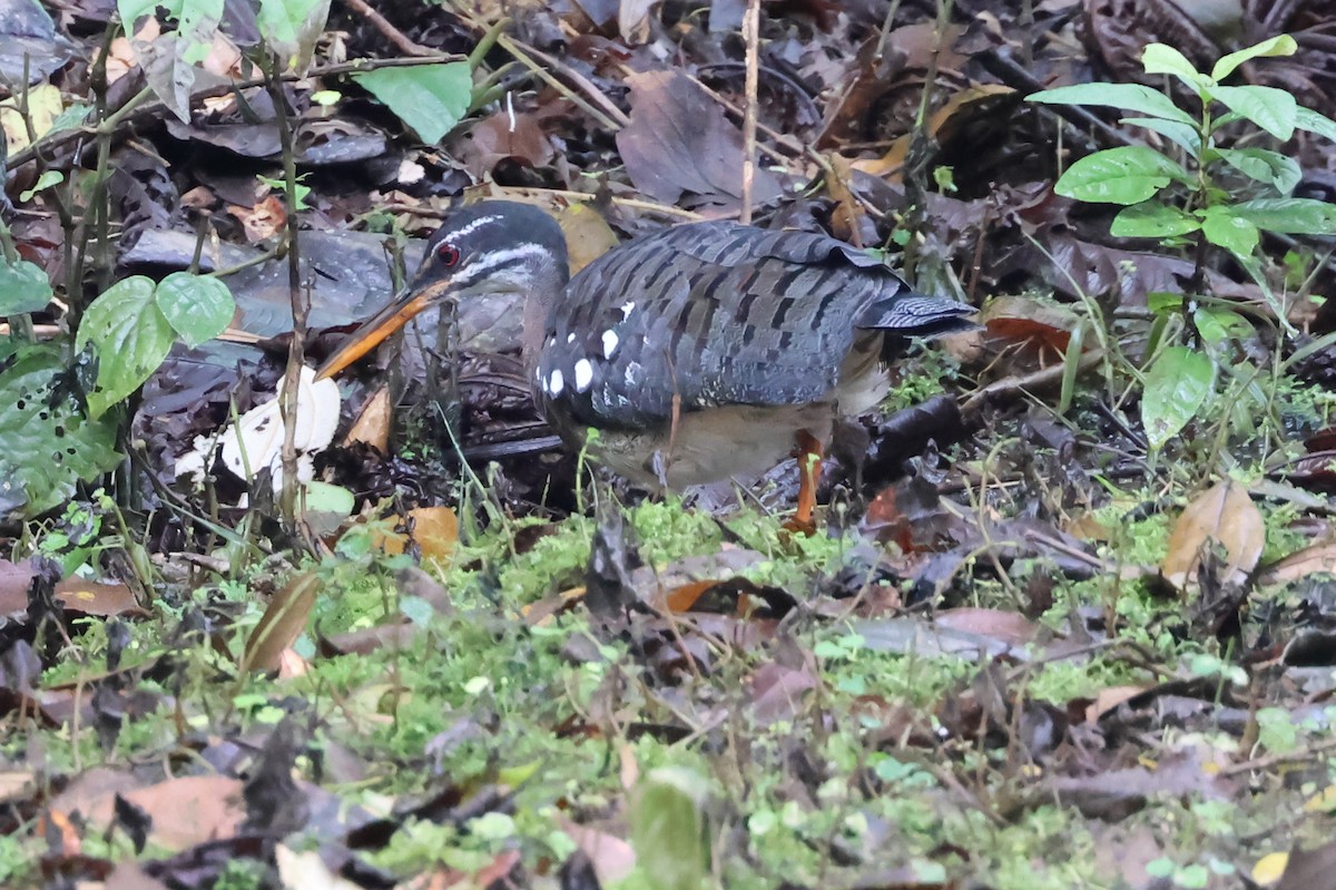 Sunbittern - ML638406012