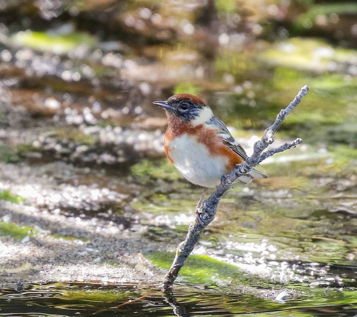 Bay-breasted Warbler - ML638406014