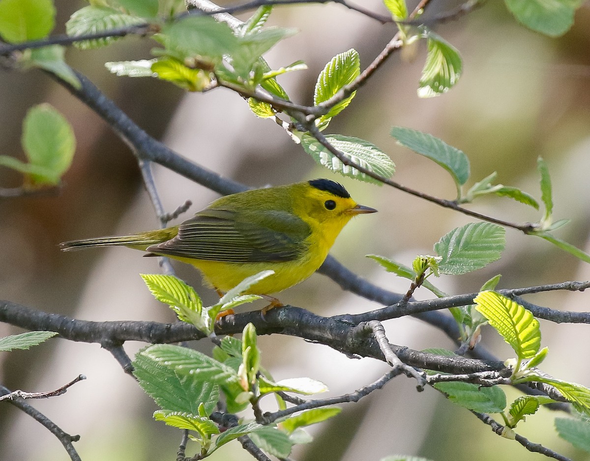 Wilson's Warbler - ML638406026