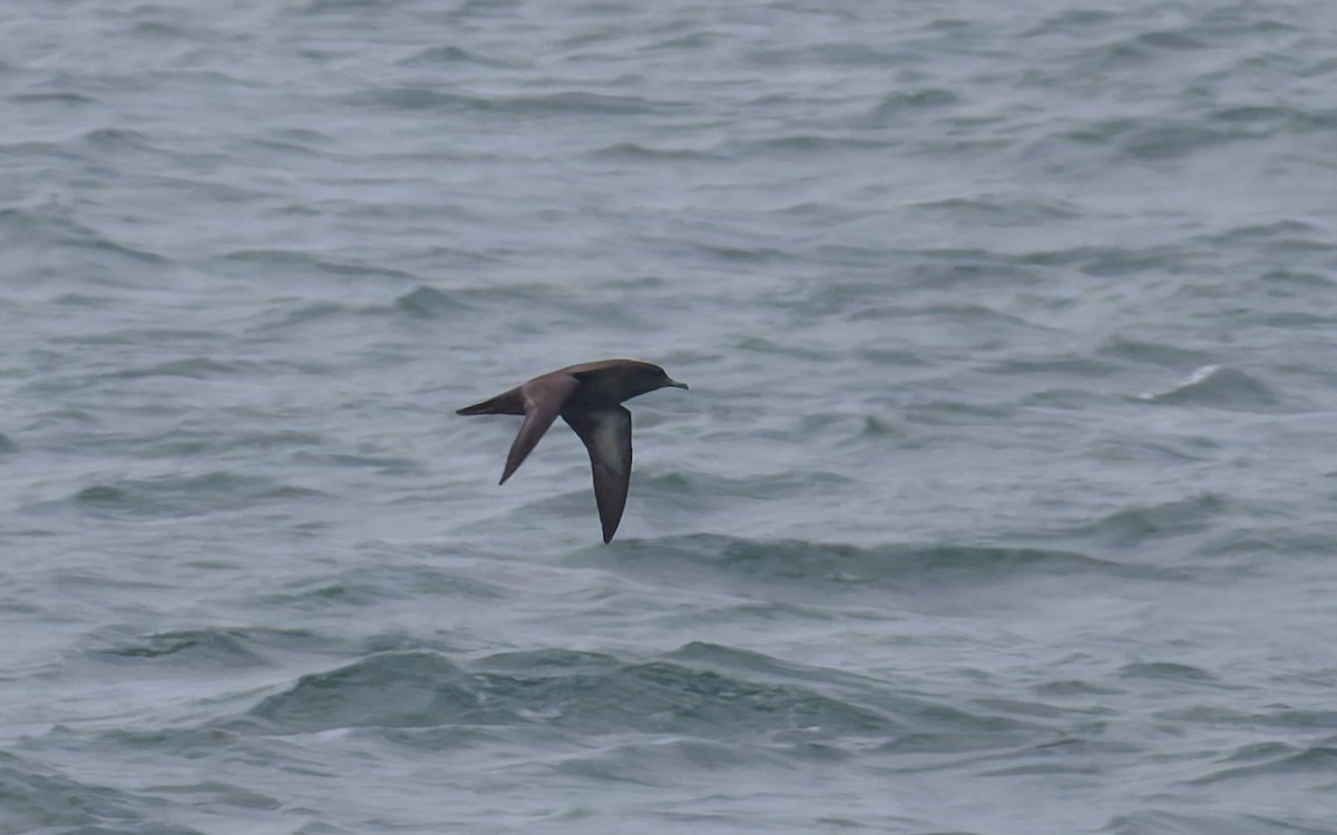 Sooty Shearwater - ML638406029