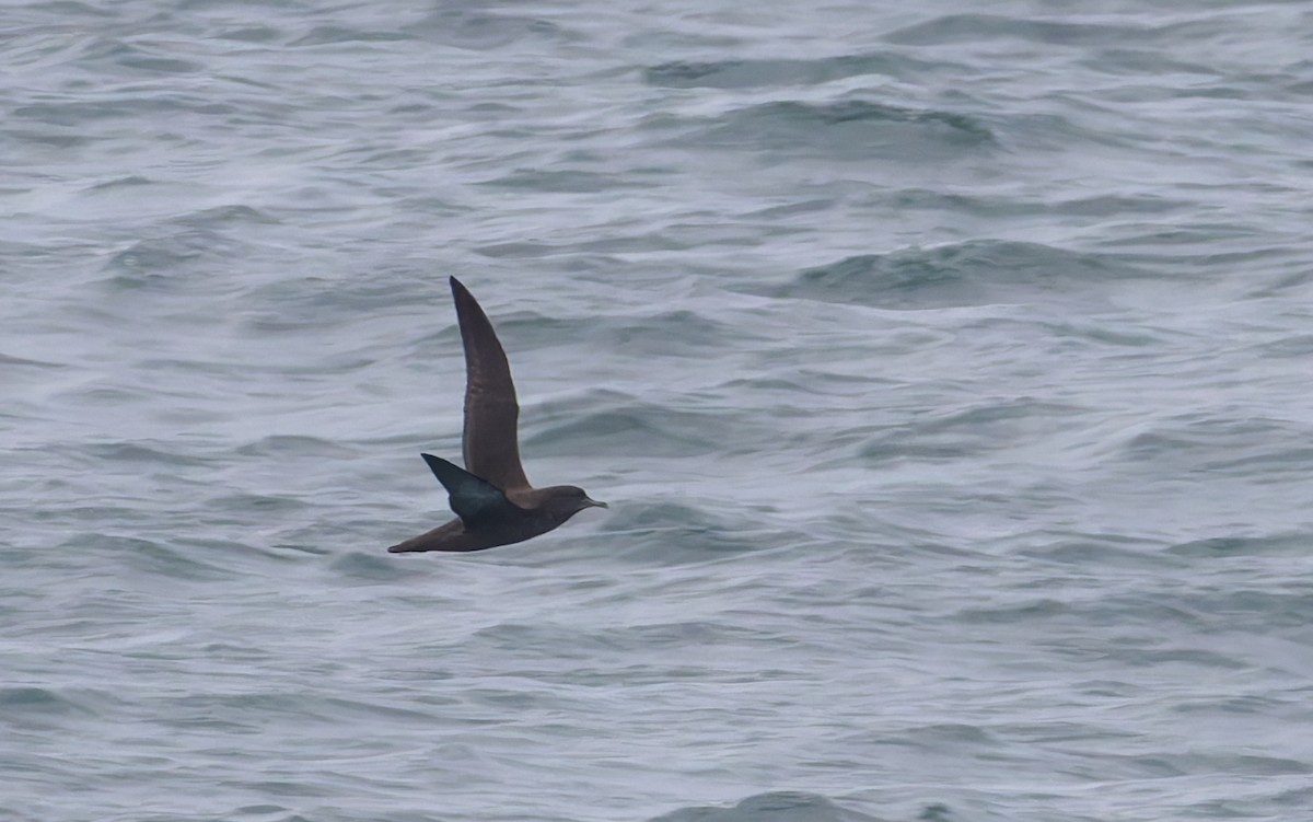 Sooty Shearwater - ML638406030
