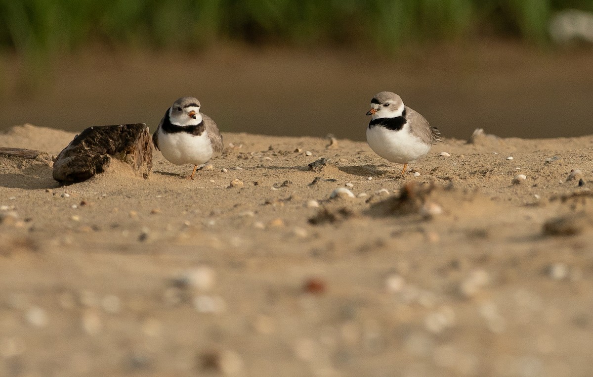 Piping Plover - ML638406041