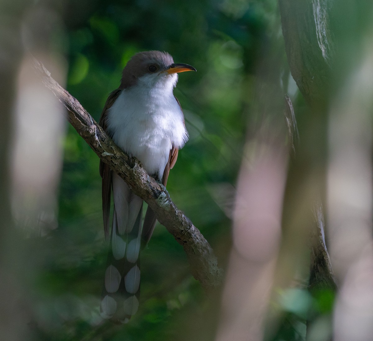 Yellow-billed Cuckoo - ML638406062