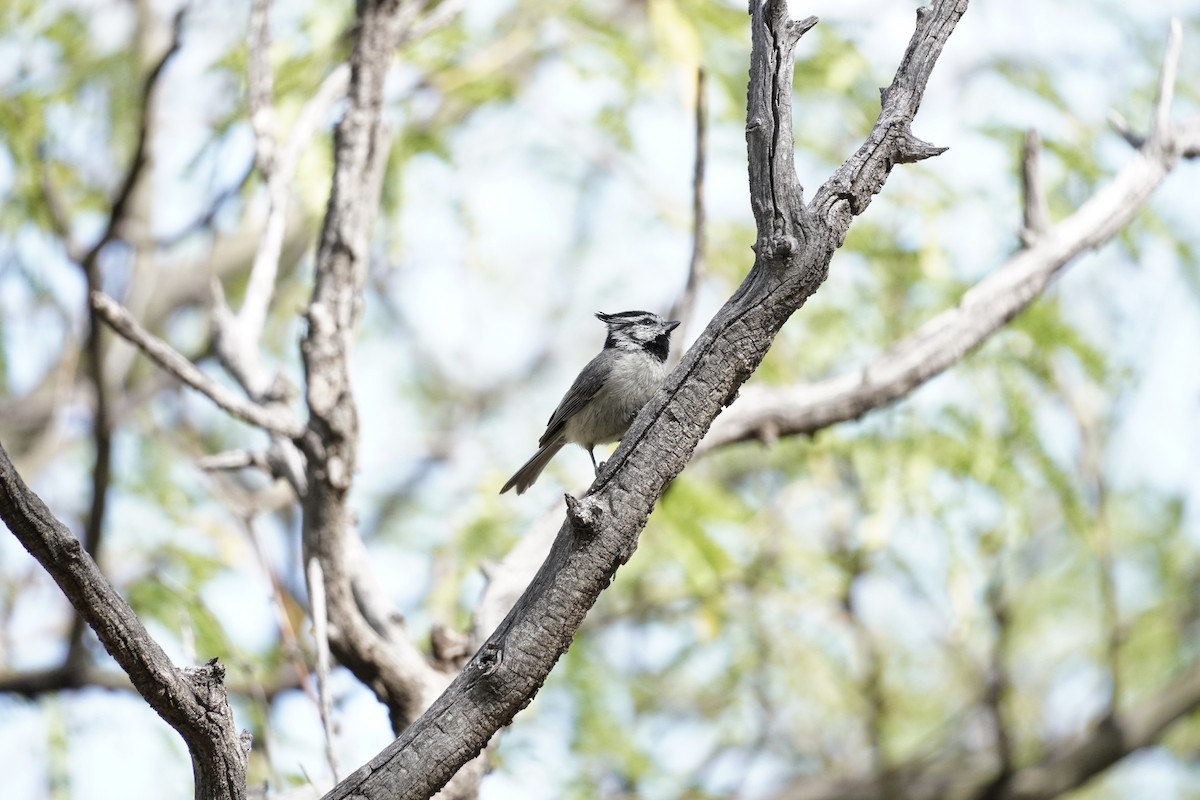 Bridled Titmouse - ML638406063