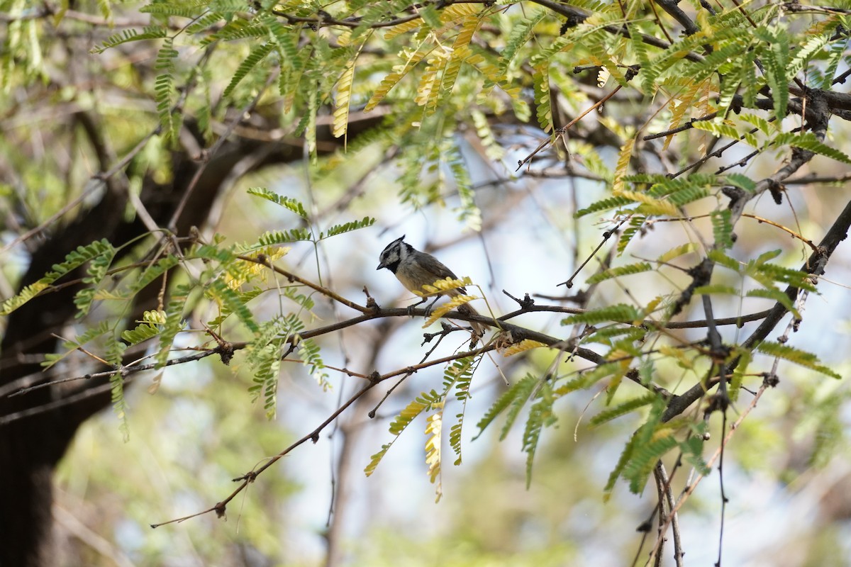 Bridled Titmouse - ML638406064