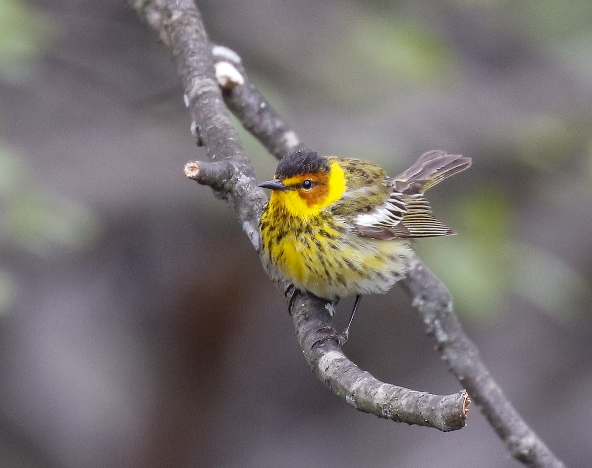 Cape May Warbler - ML638406099