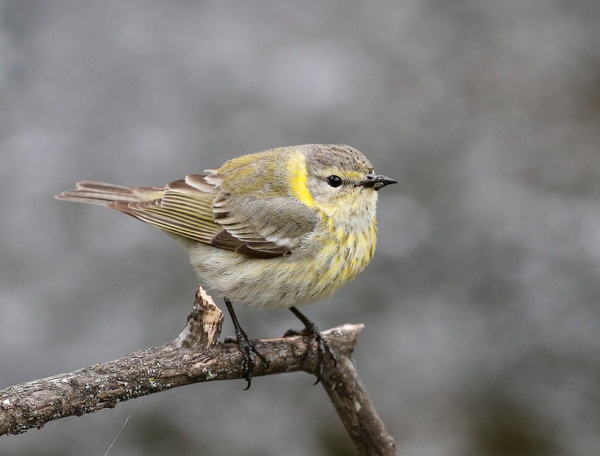 Cape May Warbler - ML638406108