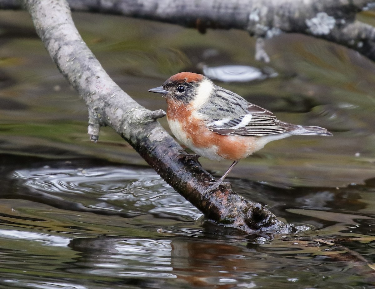 Bay-breasted Warbler - ML638406118