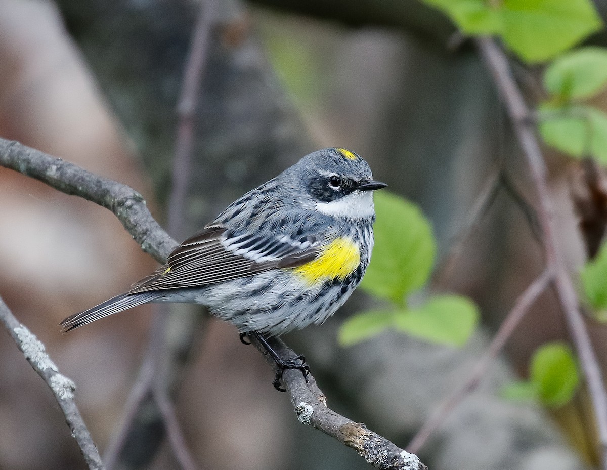 Yellow-rumped Warbler (Myrtle) - ML638406145