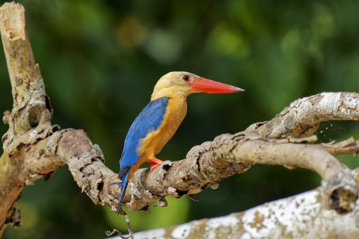 Stork-billed Kingfisher - ML638406189