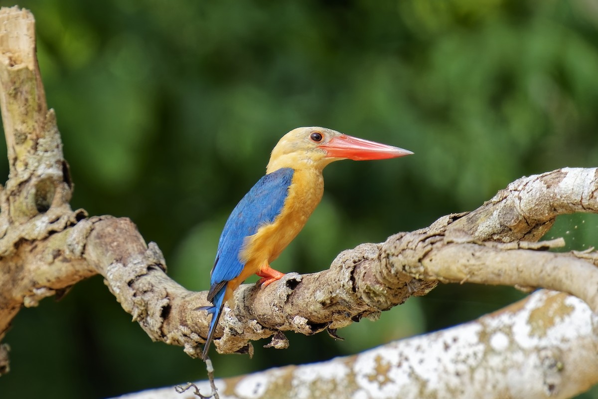 Stork-billed Kingfisher - ML638406190