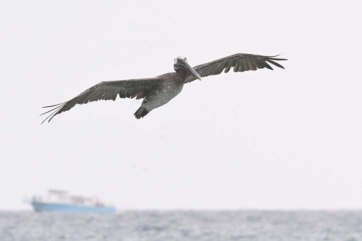 Brown Pelican - ML638406231