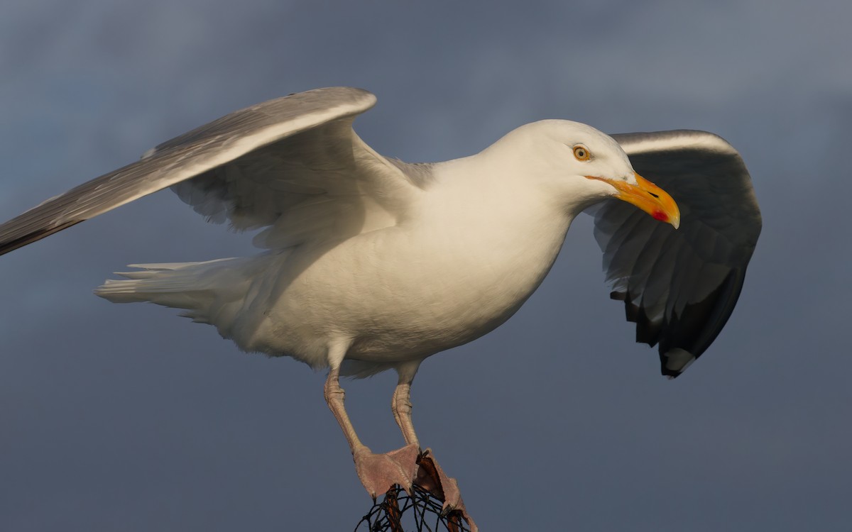 American Herring Gull - ML638406233