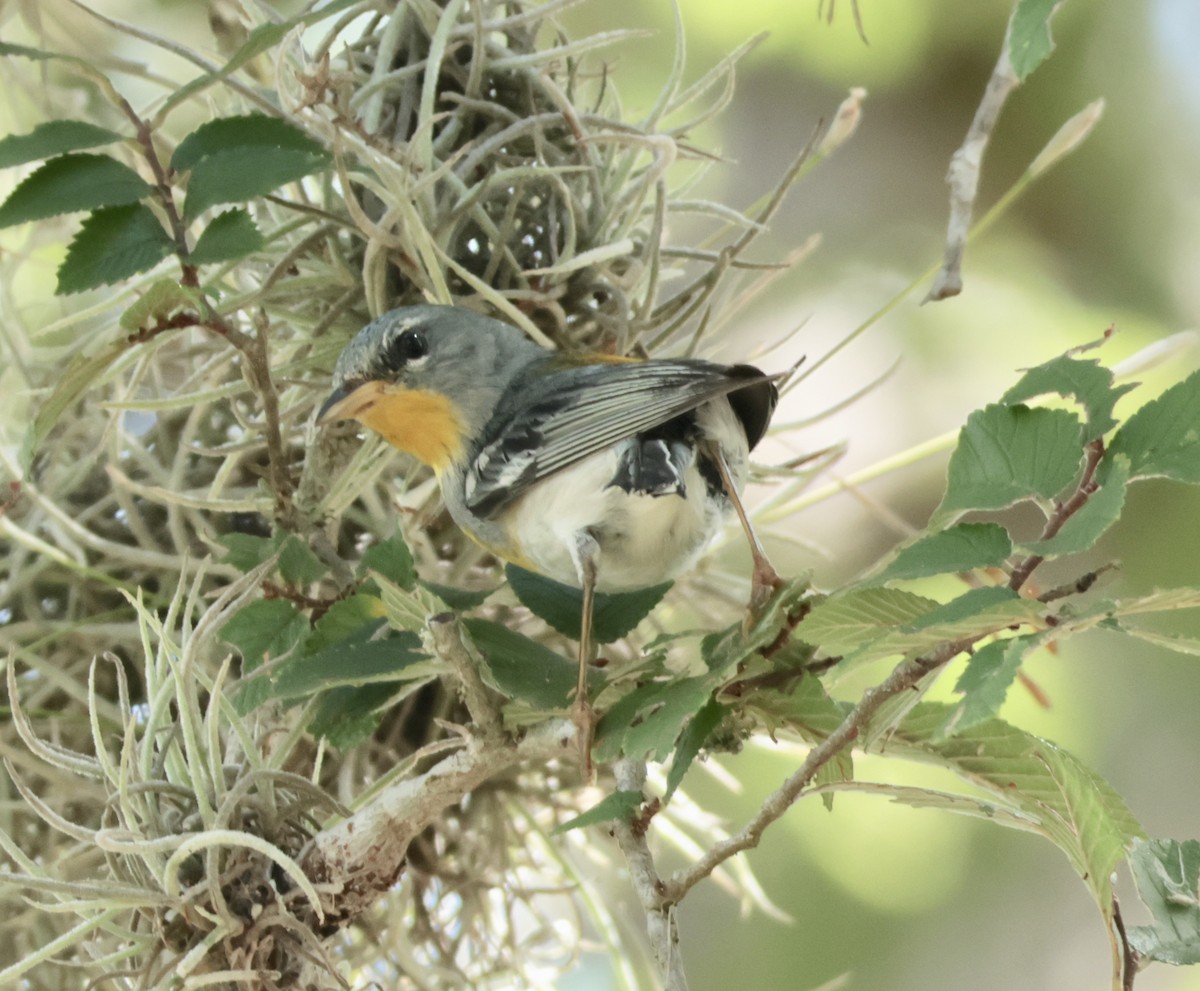 Northern Parula - ML638406237