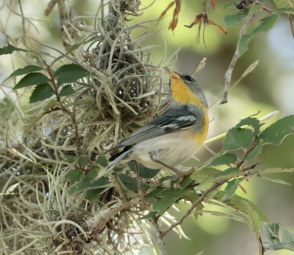 Northern Parula - ML638406239