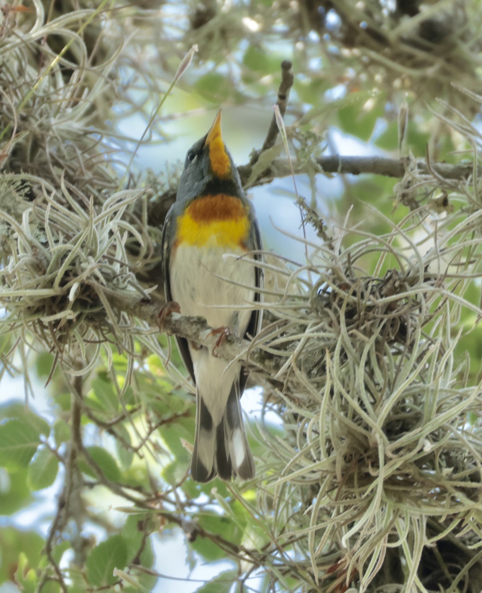 Northern Parula - ML638406240